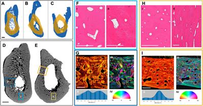 Uncovering the unique characteristics of the mandible to improve clinical approaches to mandibular regeneration